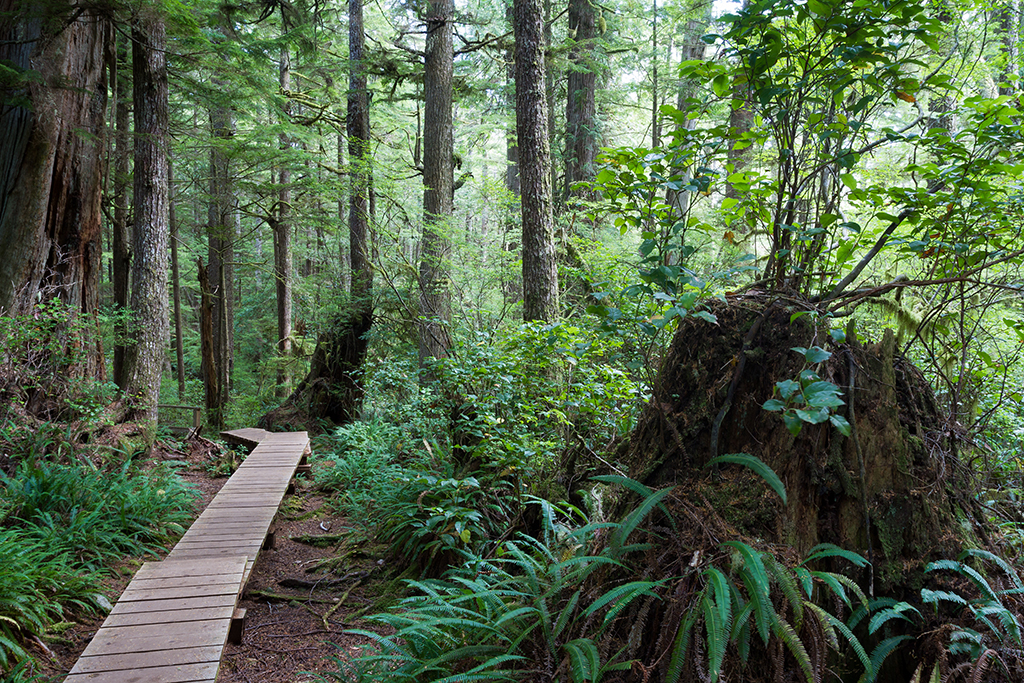 09-19 - 03.jpg - Pacific Rim National Park, Vancouver Island, BC